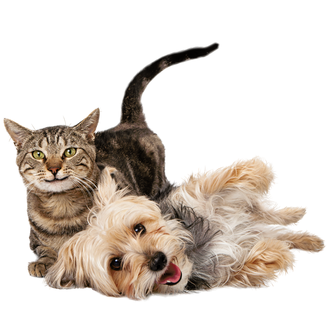 Pet